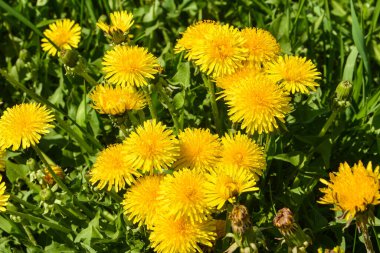 Sarı dandelions bahar çayırda çiçek açan.