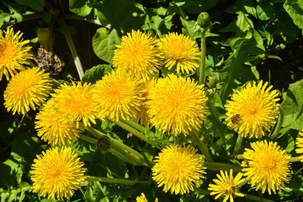 Denti Leone Gialli Fiore Nel Prato Primaverile — Foto Stock