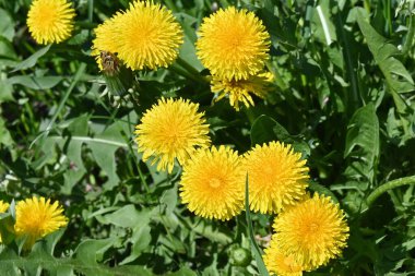 Sarı karahindiba. Baharın yeşil çimlerinde çiçek açan karahindibalar..