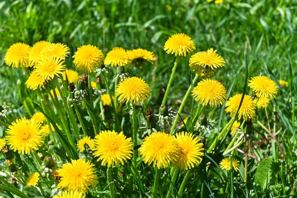 Gula Maskrosor Blommande Maskrosor Vårgrön Gräsmatta — Stockfoto