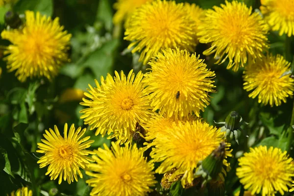 Denti Leone Gialli Denti Leone Fiorenti Prato Verde Primavera — Foto Stock