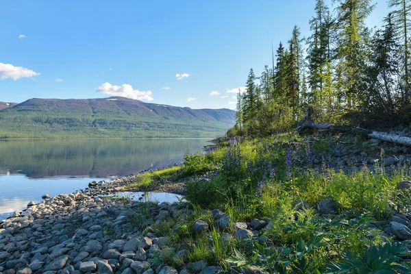 Horské Jezero Náhorní Plošině Putorana Letní Vodní Krajina Severu Sibiře — Stock fotografie