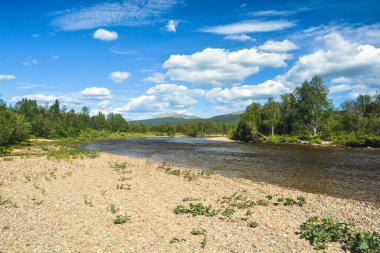 Orman ve nehir. Kuzey Taiga nehrinin yaz manzarası.