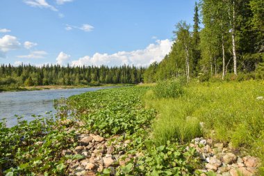 Orman ve nehir. Kuzey Taiga nehrinin yaz manzarası.