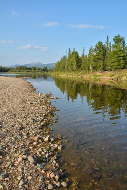 Orman ve nehir. Kuzey Taiga nehrinin yaz manzarası.