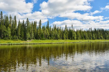 Orman ve nehir. Kuzey Taiga nehrinin yaz manzarası.