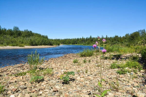 Forêt Rivière Paysage Estival Taïga Nord — Photo