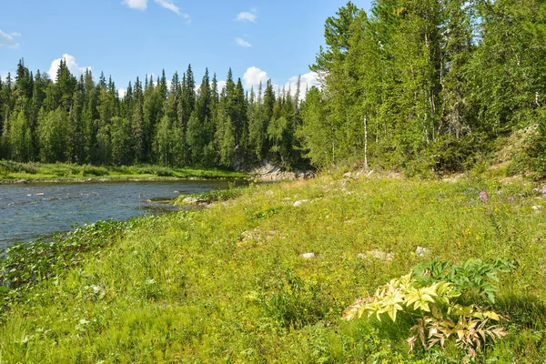 Skog Och Flod Sommarlandskap Vid Floden Norra Taiga — Stockfoto