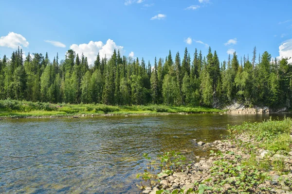 Orman ve nehir. Kuzey Taiga nehrinin yaz manzarası.
