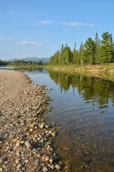 Orman ve nehir. Kuzey Taiga nehrinin yaz manzarası.