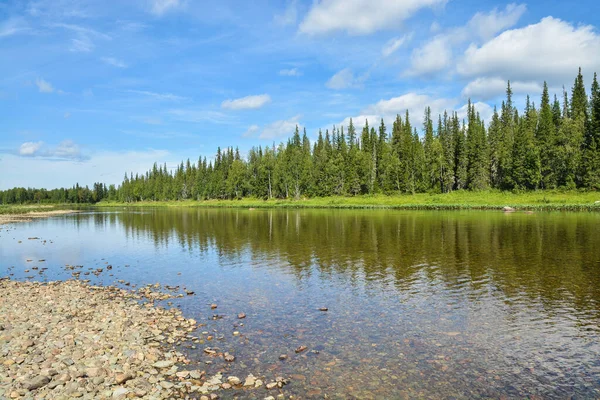Orman ve nehir. Kuzey Taiga nehrinin yaz manzarası.