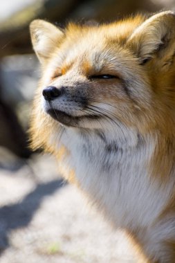 vahşi Kırmızı tilki