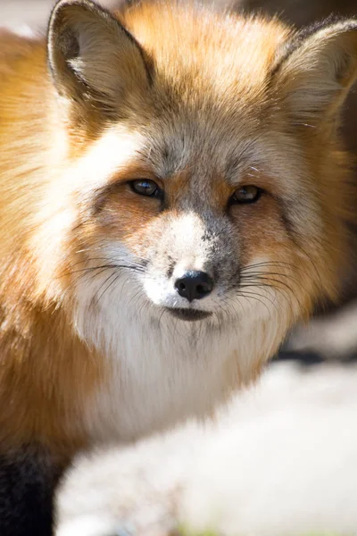Κόκκινο άγρια αλεπού — Φωτογραφία Αρχείου