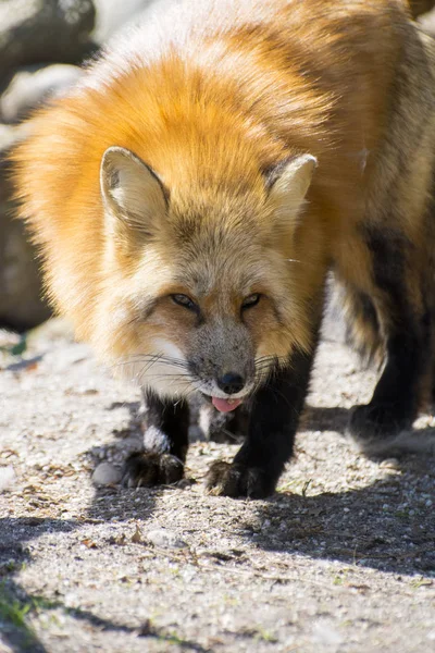 Piros vad fox — Stock Fotó