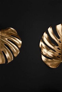 Koyu siyah arka planda altın metalik boya ile boyanmış iki doğal parlak canavar yaprağı. Modern moda modern yaz moda kavramı.