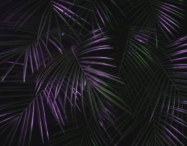 Tropikal yağmur ormanlarında gece. Palmiye orman desen bırakır. Taze yeşil doğal çevre kavramı.