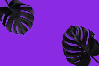 Artisticly ultra violet, proton mor renkli parlak arka plan düzenlenmiş tropik monstera yaprakları siyah sprey boyalı. Yaz club gece hayatı düz yaratıcı kavramı yatıyordu. Metin için yer.