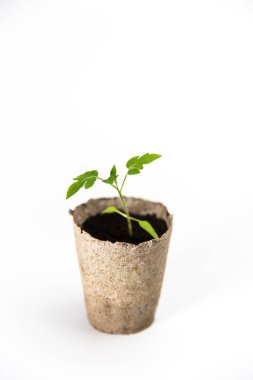 Kırılgan domates tohumu, beyaz arka planda geri dönüşümlü eko çömlek. Organik bahçıvanlık Minimalist stil konsepti.