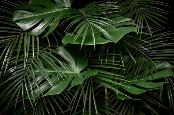 Notte Nella Foresta Pluviale Tropicale Monstera Foglie Palma Modello Giungla — Foto Stock