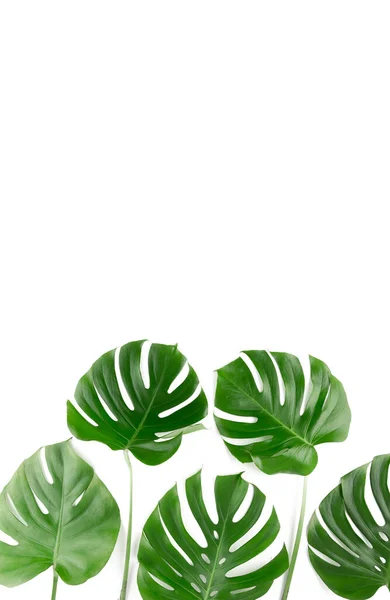 Fresh Green Monstera Leaves Creative Layout Border Frame White Background — Stockfoto