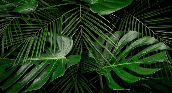 Noc Tropických Deštných Pralesů Monstera Palm Listy Pokryté Vzor Džungle — Stock fotografie