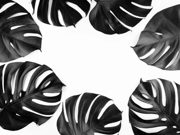 Креативне Квіткове Компонування Листя Тропічної Монстри Розпилюється Чорним Кольором Звичайному — стокове фото