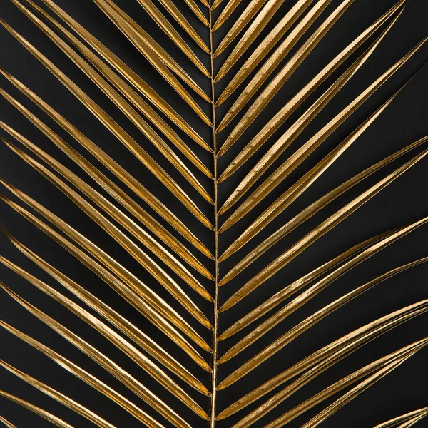 Golden Painted Date Palm Leaf Closeup Dark Black Background Isolated — Stockfoto