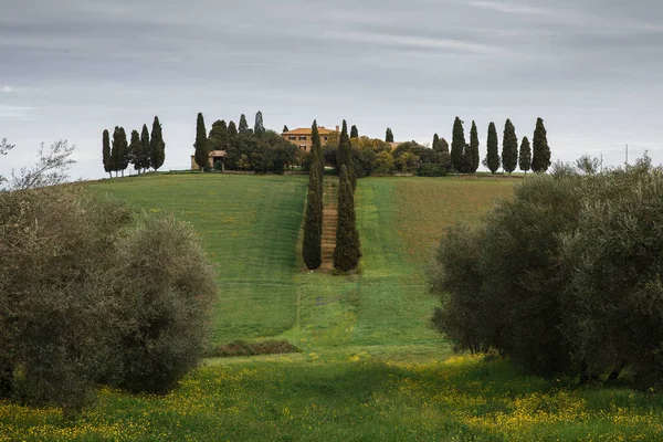 View Ancient Villa Surrounded Cypress Trees Ond Olive Garden Springtime — Stockfoto