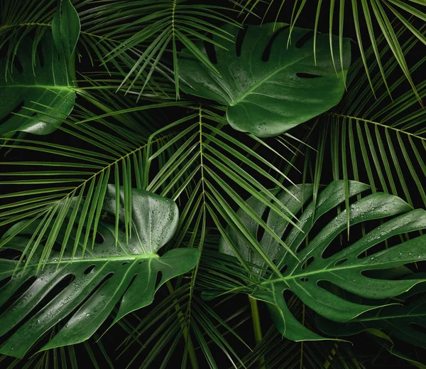 Night in tropical rainforest. Monstera and palm leaves covered with rain drops jungle pattern. Fresh green natural eco concept.