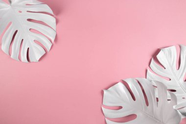 Pastel arka planda beyaz çiçekli bir çerçeve. Mesaj için yer var. Minimum pembe arka planda tropik canavar yaprakları. Soyut güzellik kavramı.