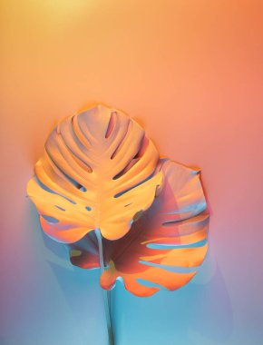 Çok renkli pastel neon ışıklarıyla aydınlatılmış canavar yapraklarının yaratıcı bileşimi. Soyut trend holografik yaz konsepti düz yatıyordu.