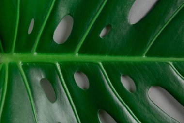 Gri arkaplanda yeşil doğal tropikal canavar yaprak delikleri