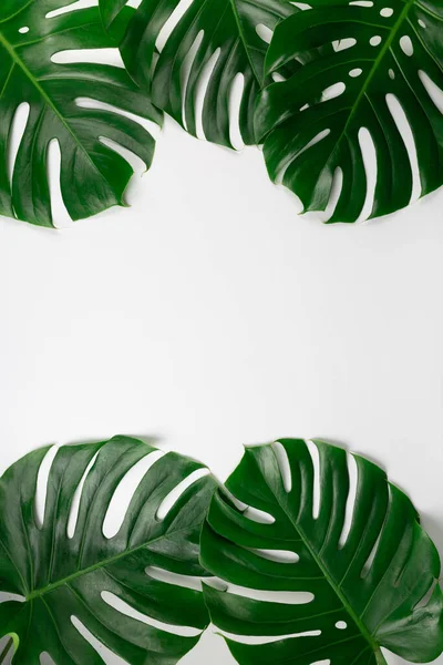 Φυσικά Τροπικά Φύλλα Monstera Δημιουργικά Τοποθετημένα Λευκό Φόντο Επίπεδη Θέσει — Φωτογραφία Αρχείου