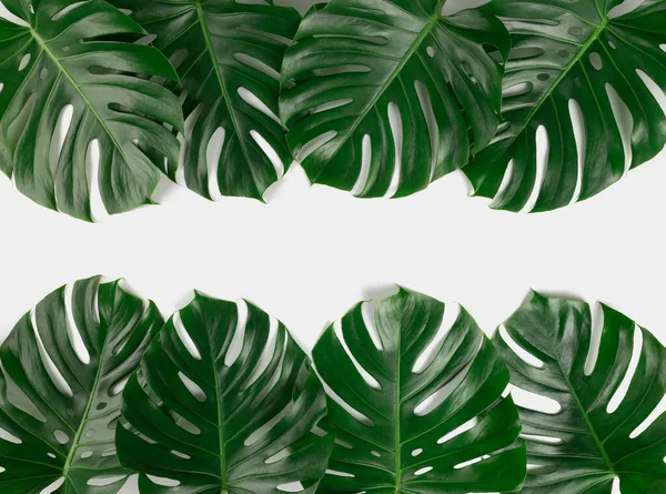 自然の緑の新鮮なモンスターは 白い抽象的な背景に境界フレームを残し孤立した テキスト用の部屋 熱帯夏のコンセプト — ストック写真