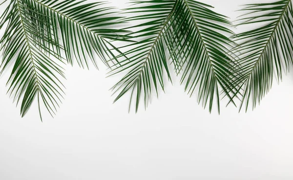 Palma Tropicale Naturale Foglie Layout Bordo Isolato Sfondo Bianco Modello — Foto Stock
