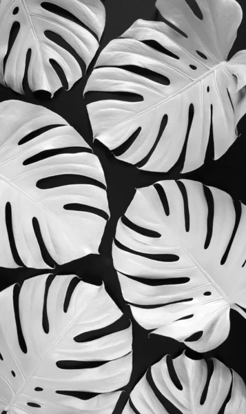 Luxury pattern made of real white painted monstera leaves on abstract black background. Minimal summer fashion concept.