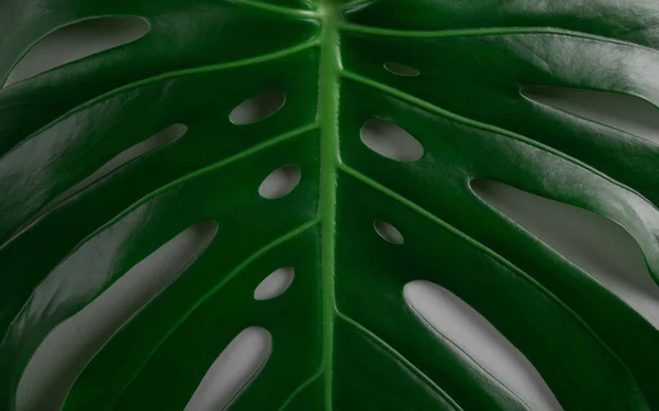 Nahaufnahme Von Grünen Natürlichen Tropischen Monstera Blättern Löcher Auf Grauem — Stockfoto