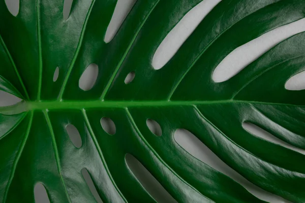 Detailní Pohled Zelené Přírodní Tropické Monstera Listí Otvory Šedém Pozadí — Stock fotografie