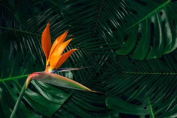 Темні Тропічні Фініки Пальми Монстра Листя Абстрактного Фону Текстури Квітковим — стокове фото