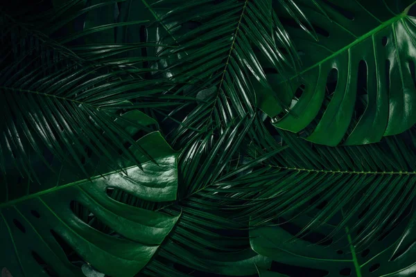 Dark tropical date palm and monstera leaves abstract background texture.