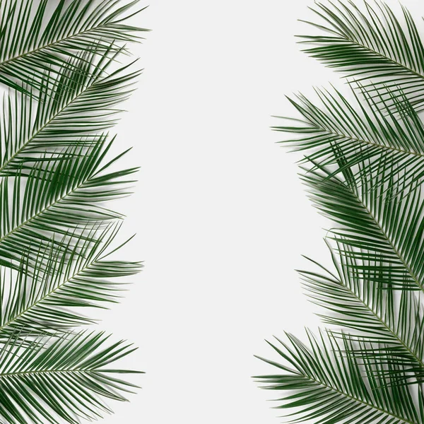 Date Palm Bladeren Natuurlijke Rangschikking Abstracte Witte Achtergrond Geïsoleerd Creatieve — Stockfoto