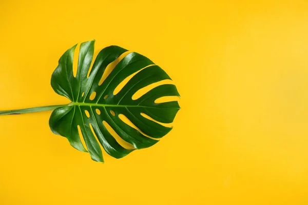 鮮やかな黄色の最小限の背景に自然の熱帯ヤシの葉 要旨モンスター サマー フラット レイ構想 — ストック写真