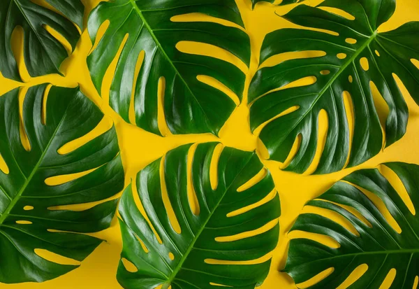 Padrão Tropical Folhas Monstera Naturais Fundo Mínimo Amarelo Vibrante Conceito — Fotografia de Stock