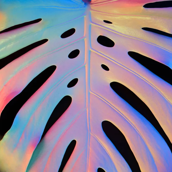 Tropical Minimal Holographic Monstera Leaf Closeup Pattern Creative Summer Concept — Stock Photo, Image
