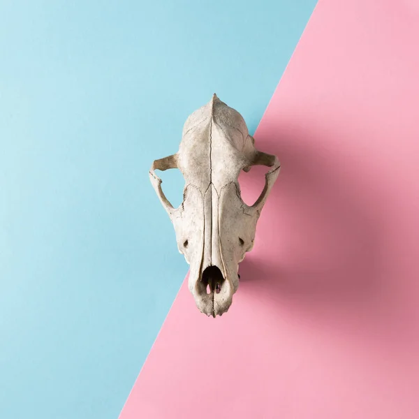 Animal skull on abstract blue and pink pastel background. Minimal modern occulture concept.