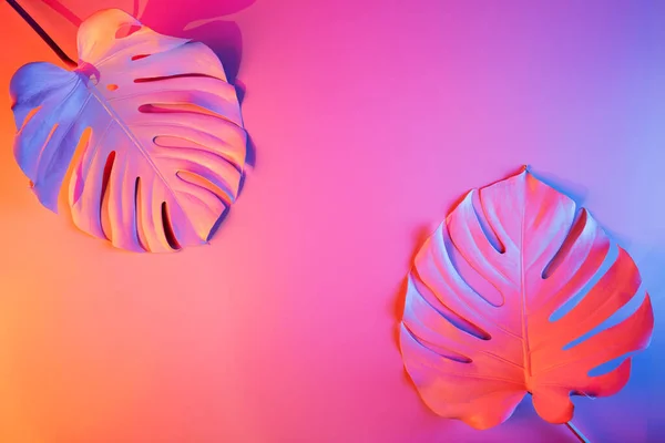 Tropik Canavar Holografik Düzlükteki Çok Renkli Neon Işıklarda Yapraklar Bırakır — Stok fotoğraf