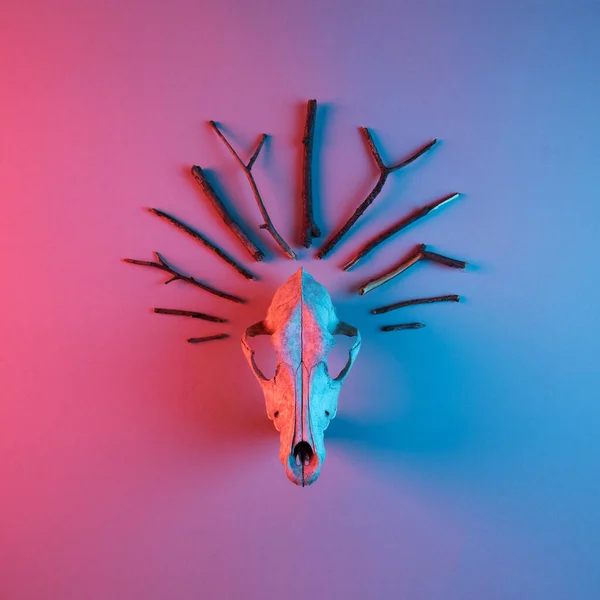 Animal skull decorated with branches tiara, lit with red and blue neon light. Trendy minimal occult flat lay concept. Abstract background.