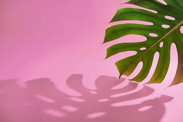 Зелене Тропічне Листя Монстрів Тіні Абстрактному Пастельному Рожевому Фоні Ізольовано — стокове фото
