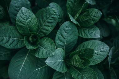 Koyu yağmur ormanlarındaki yeşil egzotik yapraklar yakın plan