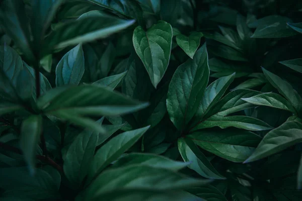 Hojas Tropicales Exóticas Frescas Oscuras — Foto de Stock